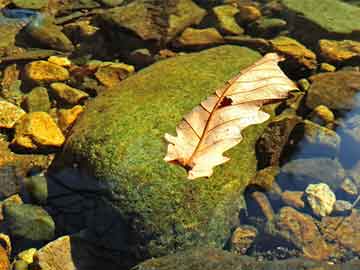 打胎药联系方式打胎药流全过程血少(打胎药流全过程血少怎么办)